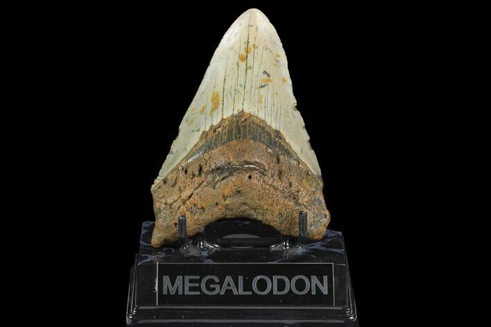 Fossil Megalodon Tooth - North Carolina #124938